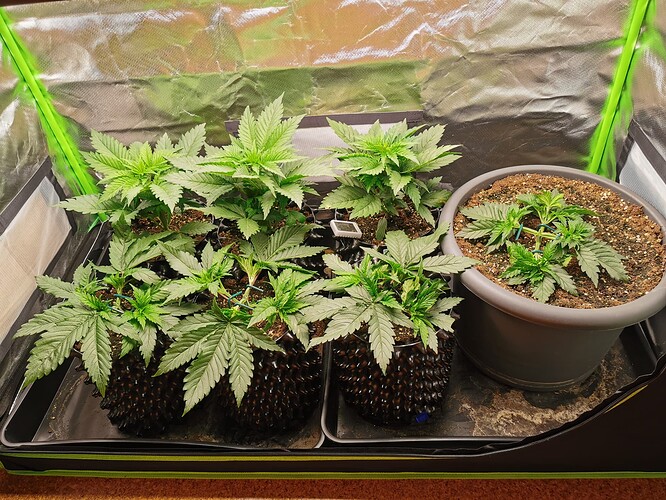 Growreport Bild 16