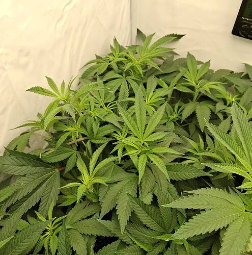 Growreport Bild 5