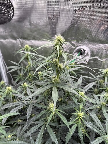 Growreport Bild 9