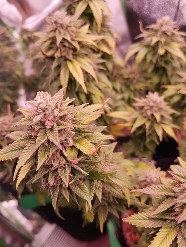 Growreport Bild 15