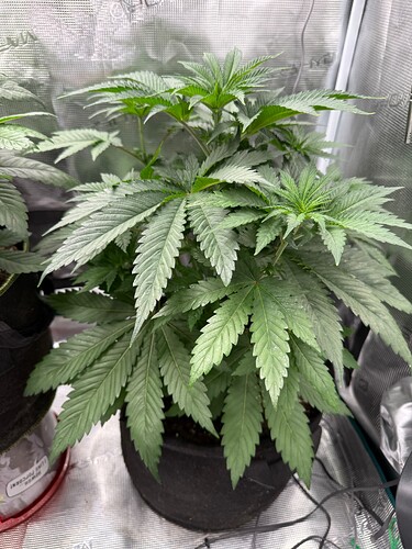 Growreport Bild 7