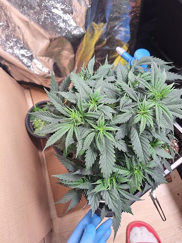 Growreport Bild 13