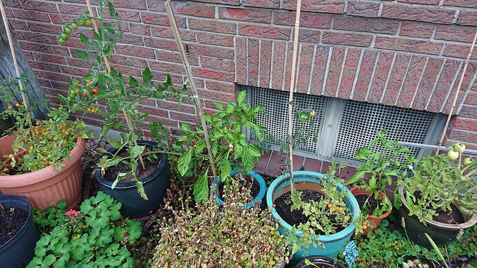 Growreport Bild 39