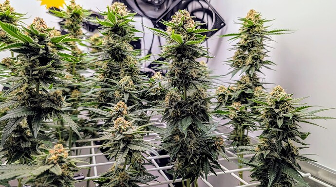 Growreport Bild 33