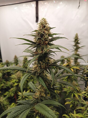 Growreport Bild 31