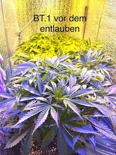 Growreport Bild 4
