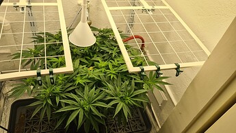 Growreport Bild 33
