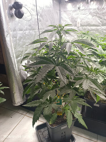 Growreport Bild 7