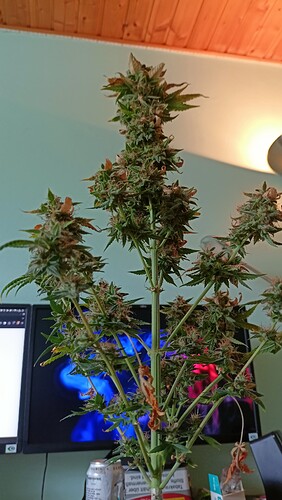 Growreport Bild 7