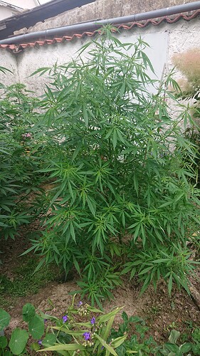 Growreport Bild 28