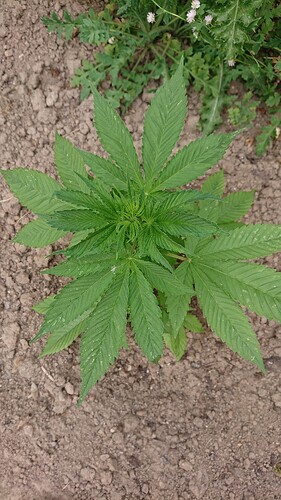 Growreport Bild 37