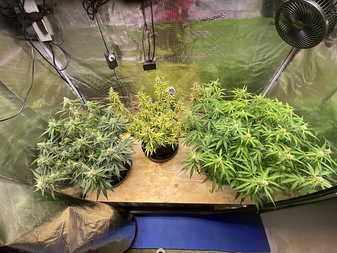 Growreport Bild 64