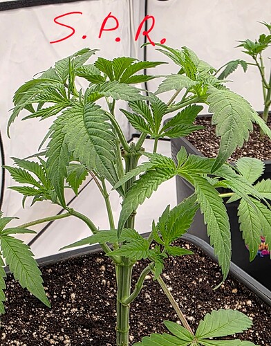 Growreport Bild 28
