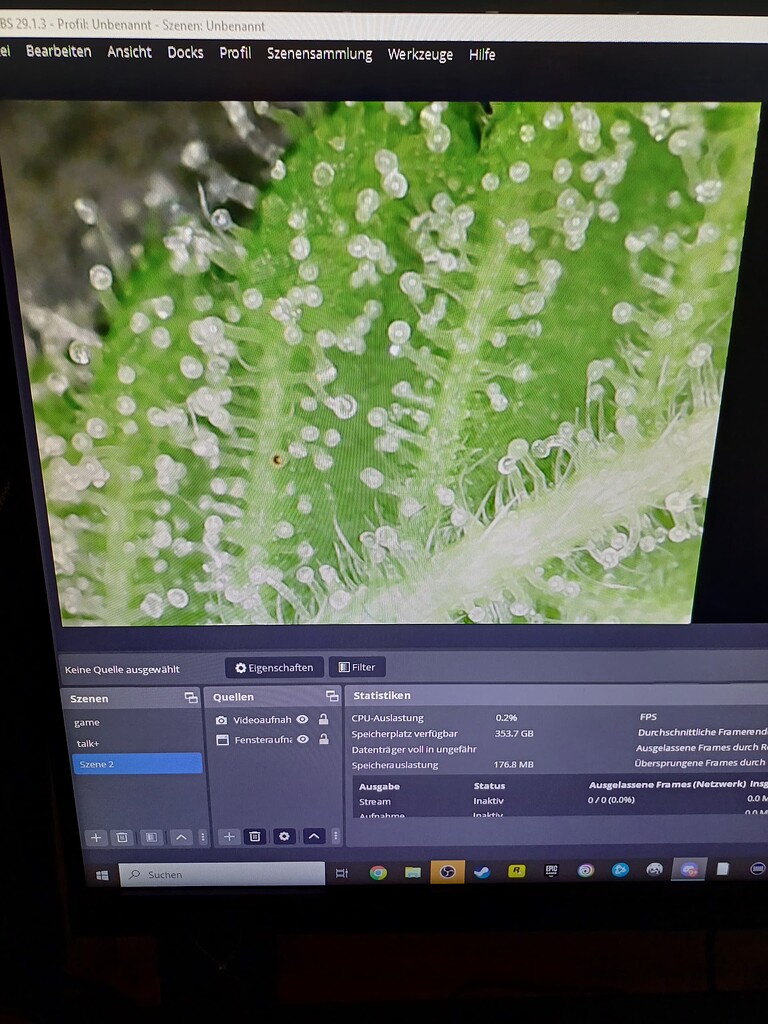 Trichome Bernstein Häärchen weiß? Früher fertig? Anfänger Forum