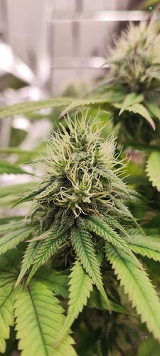 Growreport Bild 4