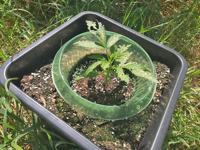 Growreport Bild 4
