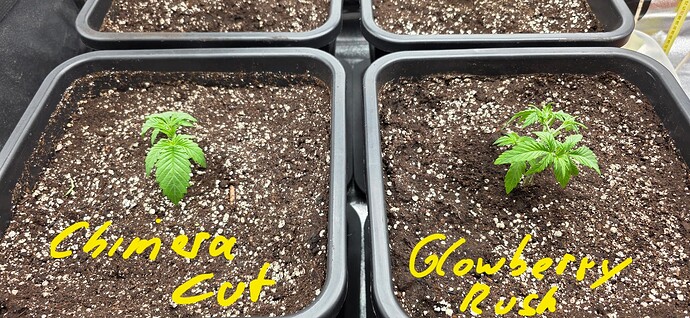 Growreport Bild 2