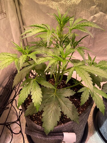 Growreport Bild 4
