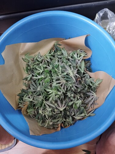 Growreport Bild 35