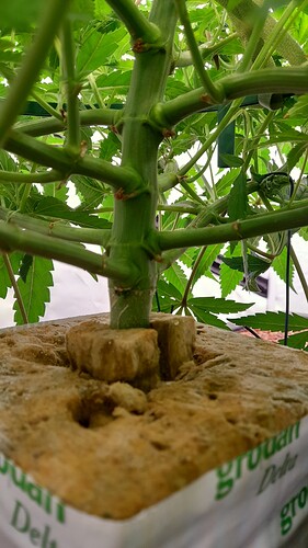 Growreport Bild 9