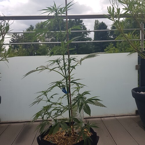 Growreport Bild 1