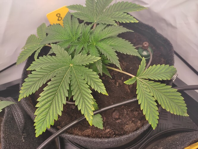 Growreport Bild 7