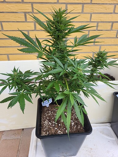 Growreport Bild 9
