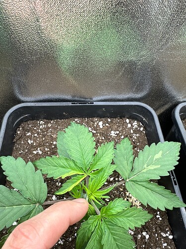 Growreport Bild 2