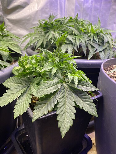 Growreport Bild 47