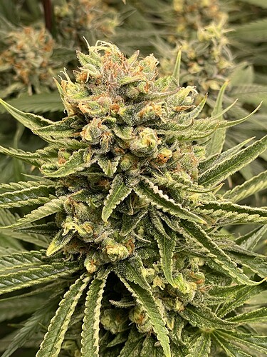 Growreport Bild 21