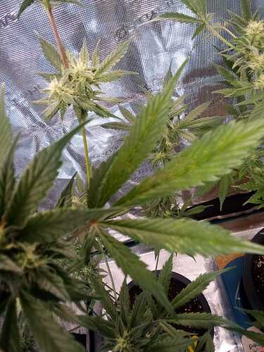 Growreport Bild 11