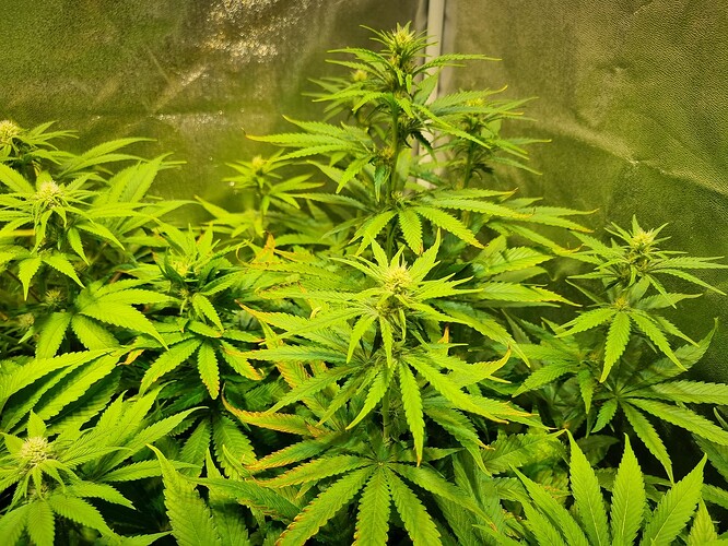 Mehrere Cannabispflanzen in der Blütephase, mit deutlichen Blütenansätzen und charakteristischen Fächerblättern.