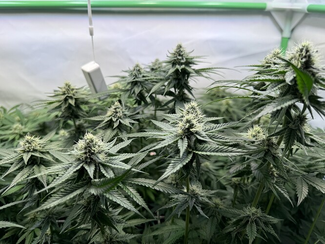Growreport Bild 27