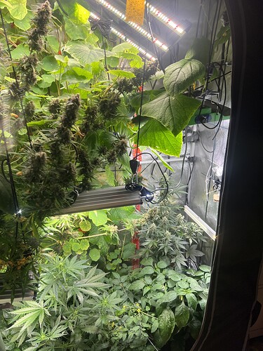 Growreport Bild 43