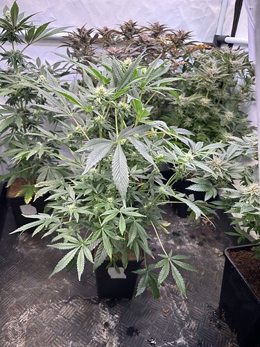 Growreport Bild 18