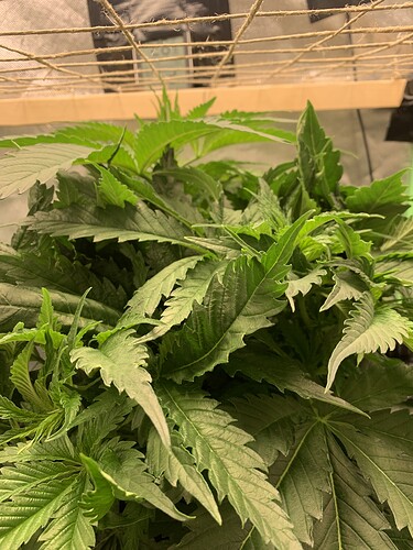 Growreport Bild 3