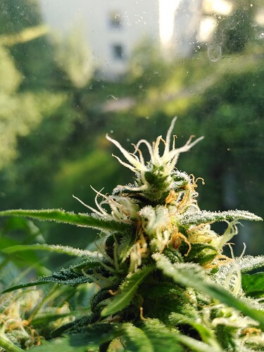 Growreport Bild 7