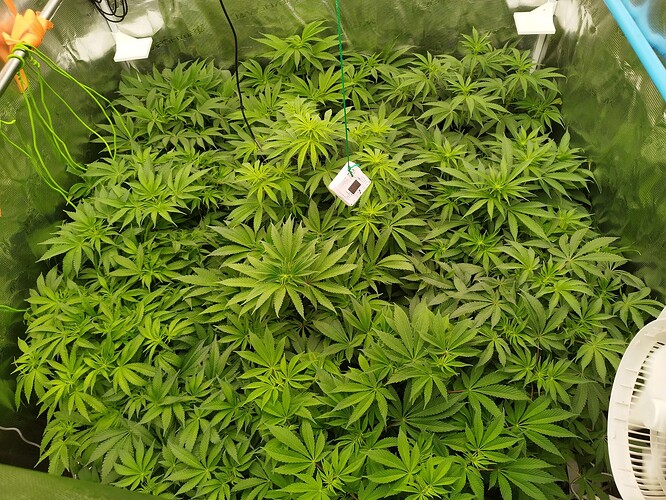 Growreport Bild 12