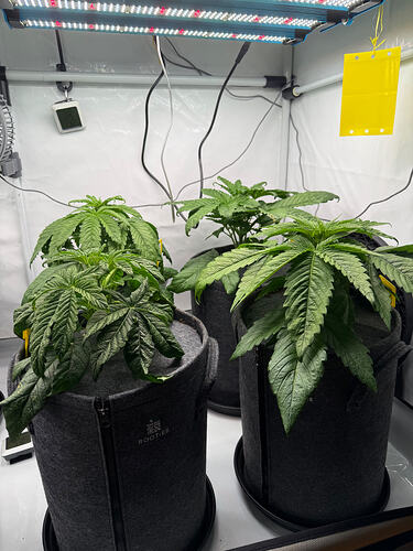 Growreport Bild 2