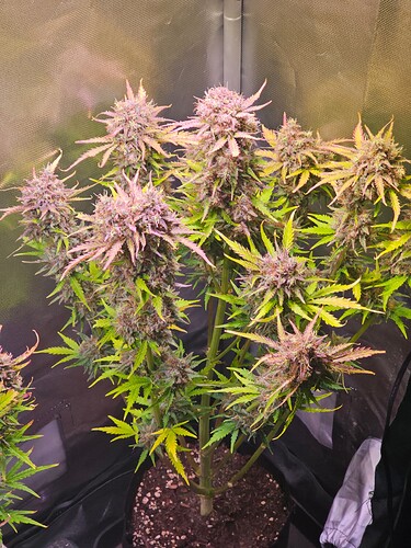 Growreport Bild 13