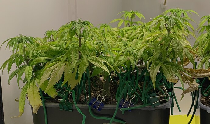 Growreport Bild 24