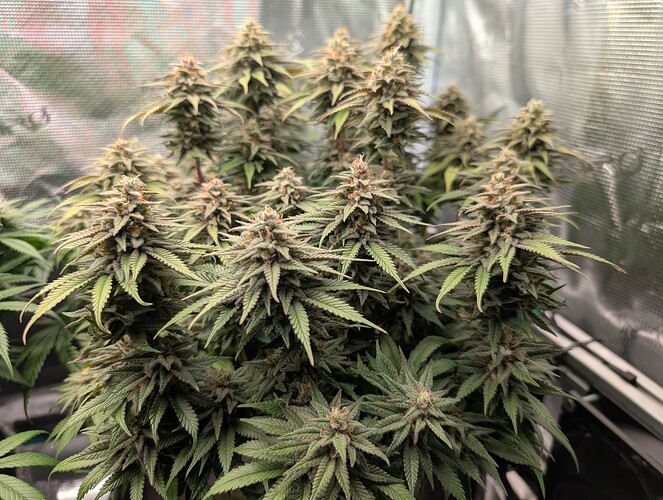 Growreport Bild 8