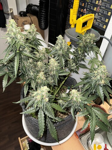 Growreport Bild 30