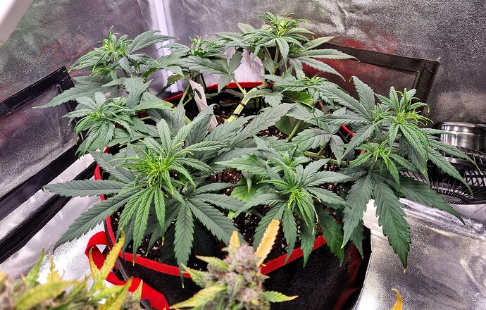 Growreport Bild 20