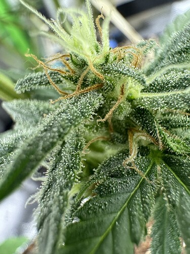 Growreport Bild 4