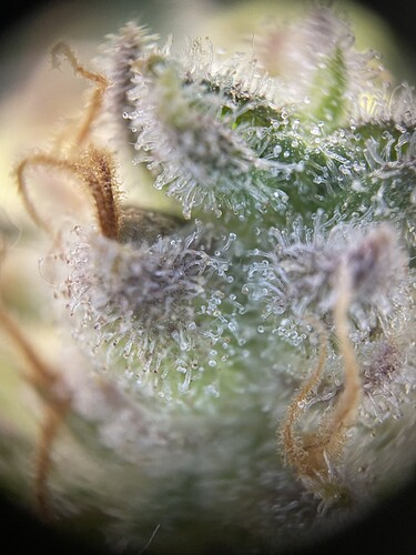 Growreport Bild 21