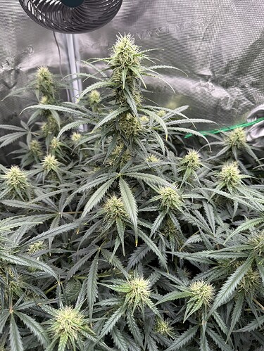 Growreport Bild 17