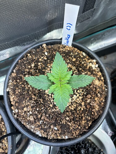 Growreport Bild 19