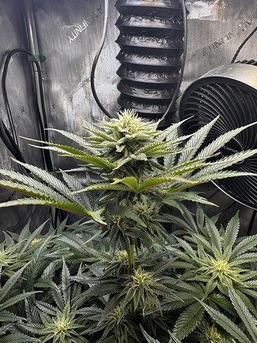 Growreport Bild 2