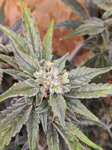 Growreport Bild 5
